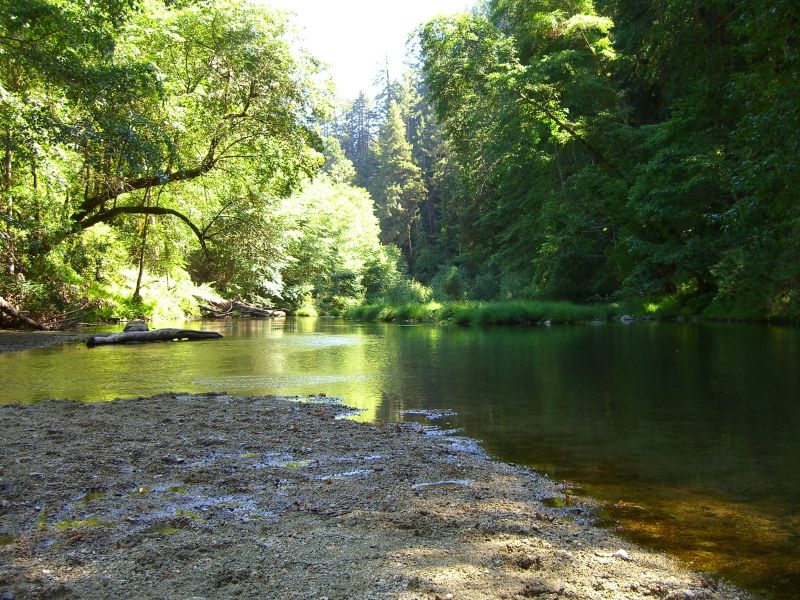 henry-cowell-state-park-280.jpg