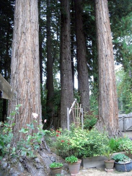 Coast Redwood Coast Redwood