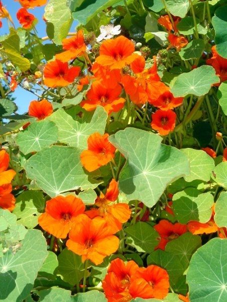 Nasturtium Nasturtium