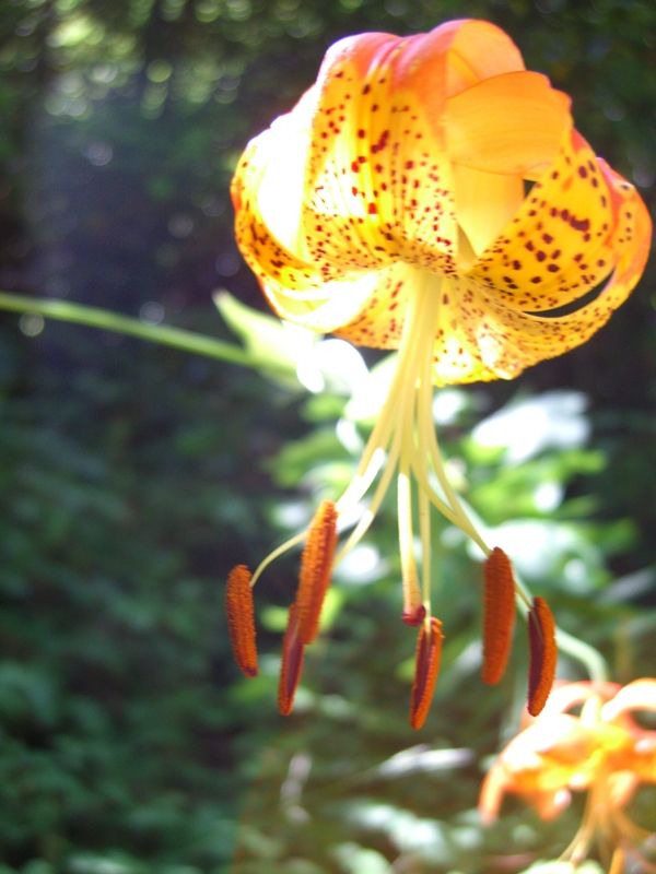 North American Tiger Lily North American Tiger Lily
