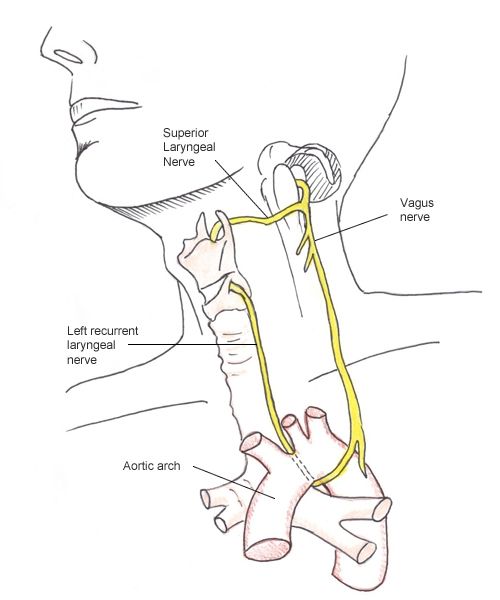 Recurrent Laryngeal Nerve
